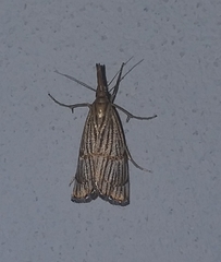 Chrysocrambus linetella