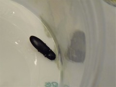 Hemicrepidius nemnonius