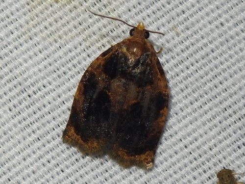 Smoked Leafroller Moth photo 5