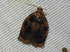 Archips infumatana