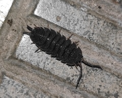 Porcellio scaber