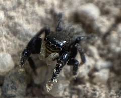 Euophrys herbigrada