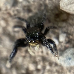 Euophrys herbigrada