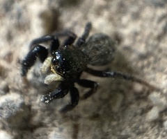 Euophrys herbigrada