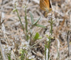 Polygala scoparia