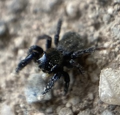 Euophrys herbigrada