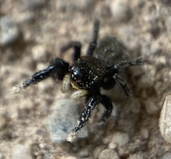 Euophrys herbigrada