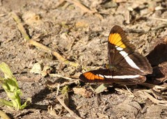 Adelpha hyas