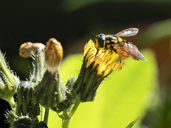 Chrysotoxum triarcuatum