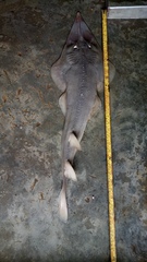 Glaucostegus younholeei