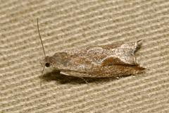 Ancylis diminutana