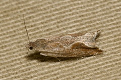 Ancylis diminutana