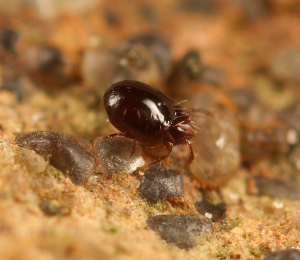 Oribatella