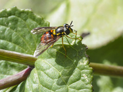 Chrysotoxum triarcuatum