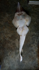 Glaucostegus younholeei