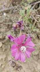 Malva olbia