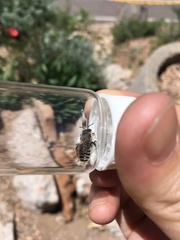 Lithurgopsis apicalis