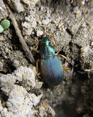 Chlaenius sericeus