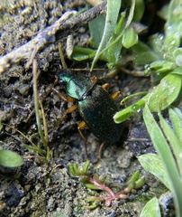 Chlaenius sericeus
