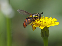 Chrysotoxum triarcuatum