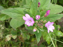 Epilobium ciliatum watsonii