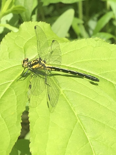 Southern Pygmy Clubtail photo 5