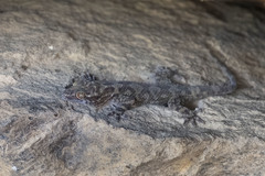 Hemidactylus graniticolus