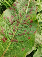 Puccinia phragmitis