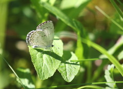 Celastrina neglectamajor