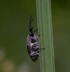 Mycterus