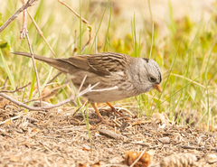 Zonotrichia leucophrys × querula