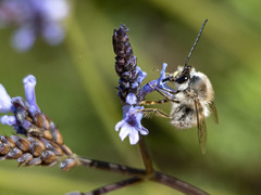 Eucera gracilipes
