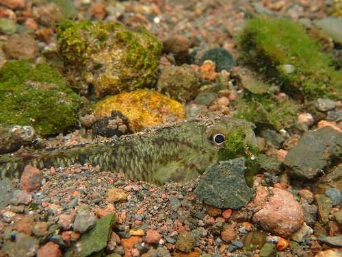 Hawaiian goby (Stenogobius hawaiiensis) — Gobiidae — 4