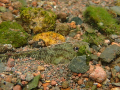 Stenogobius hawaiiensis