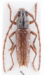 Elaphidion splendidum