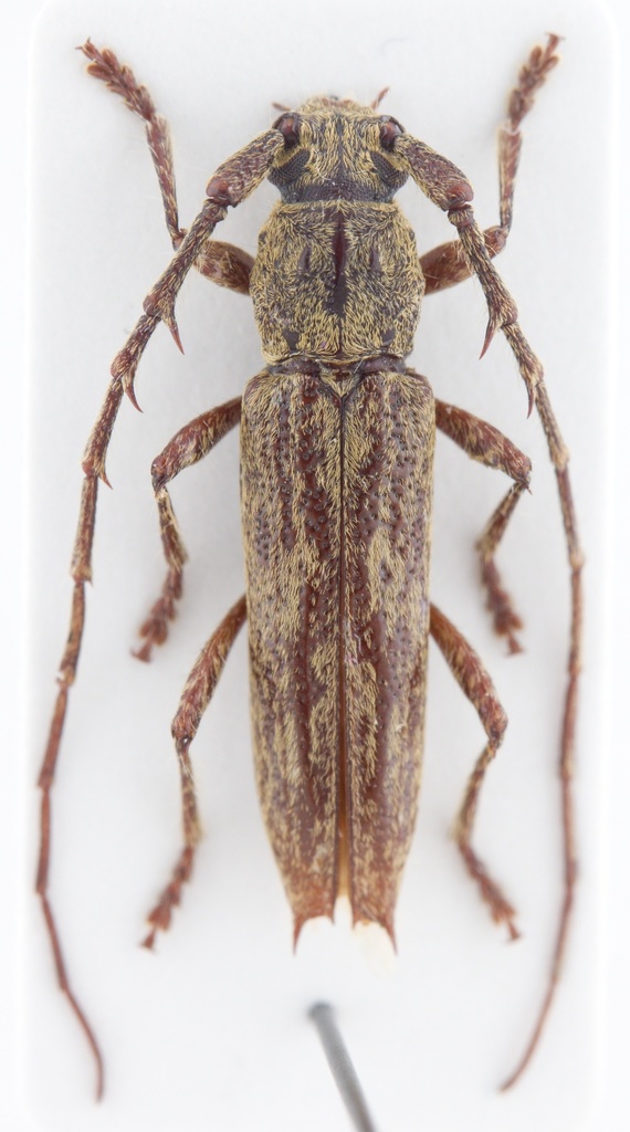 Elaphidion wappesi