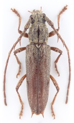 Elaphidion wappesi