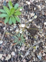 Androsace filiformis