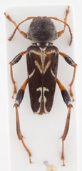 Neoclytus araneiformis