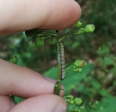 Cucullia scrophulariae
