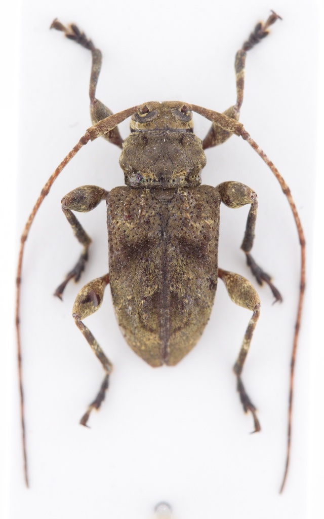Leptostylopsis basifulvus