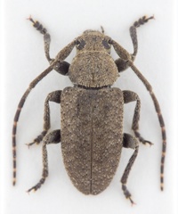 Drycothaea indistincta
