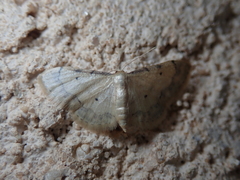 Idaea politaria