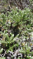 Brachyglottis cassinioides