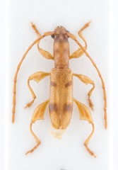 Plectromerus distinctus