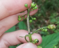 Cucullia scrophulariae