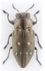 Chrysobothris megacephala