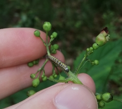 Cucullia scrophulariae