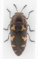 Acmaeodera gundlachi