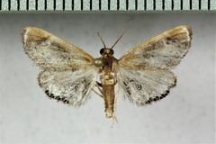 Chalcoela iphitalis
